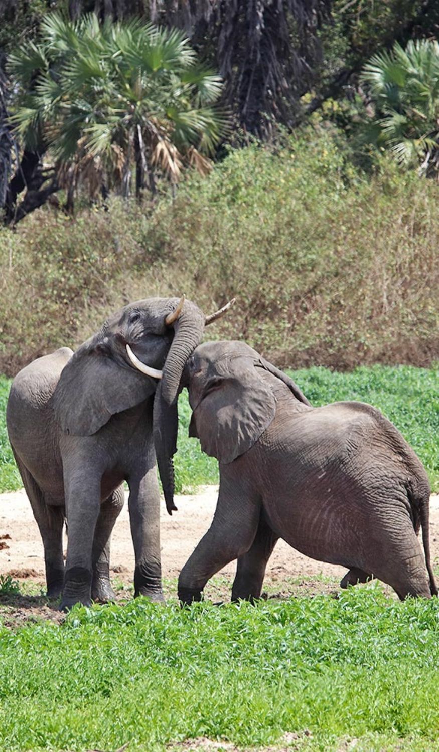 Éléphants à Selous en Tanzanie