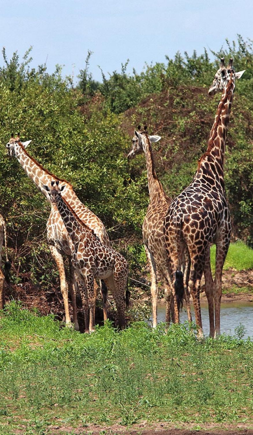 Groupe de girafes en Tanzanie