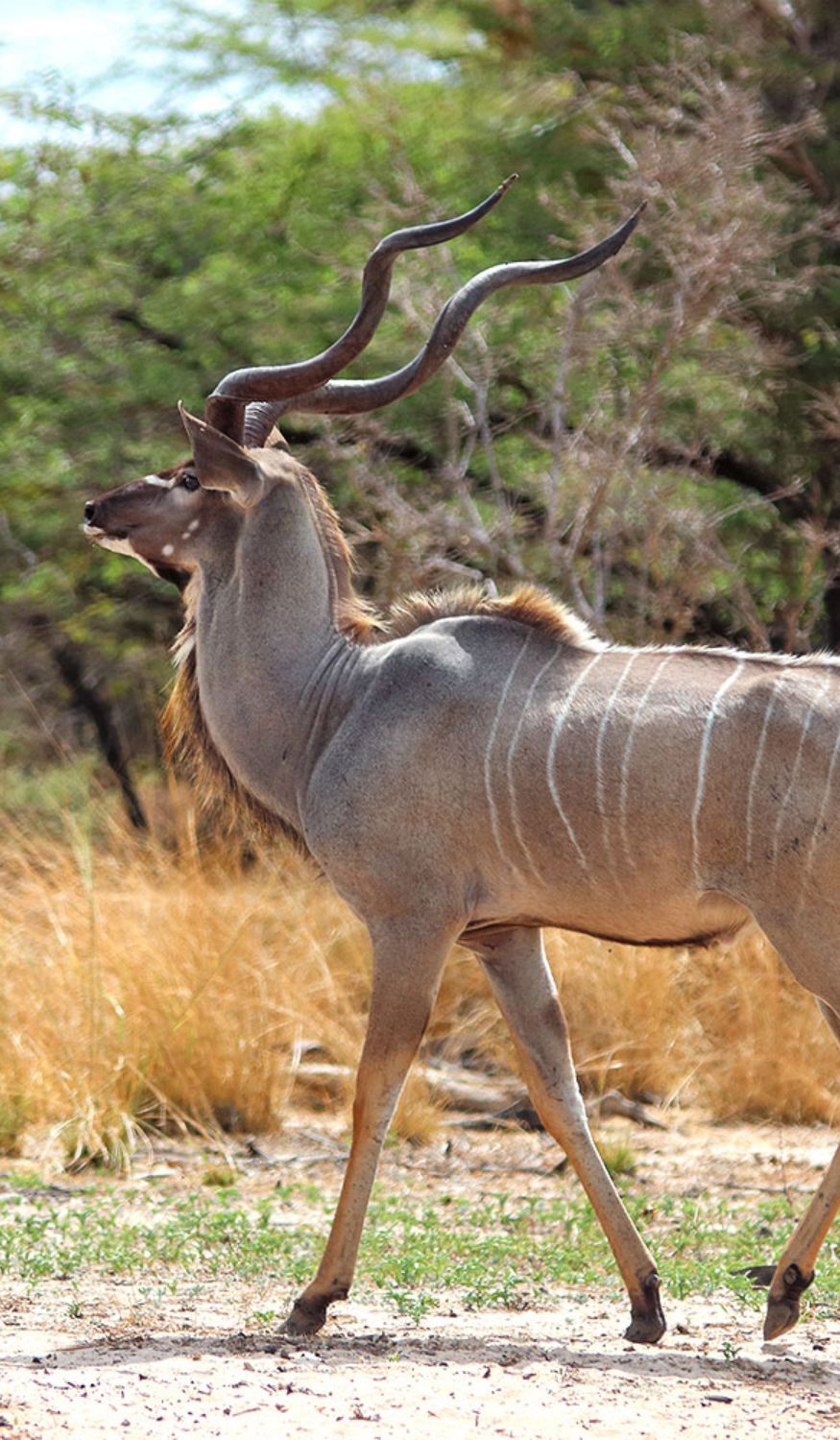 Grand Koudou à Nyerere NP, Tanzanie