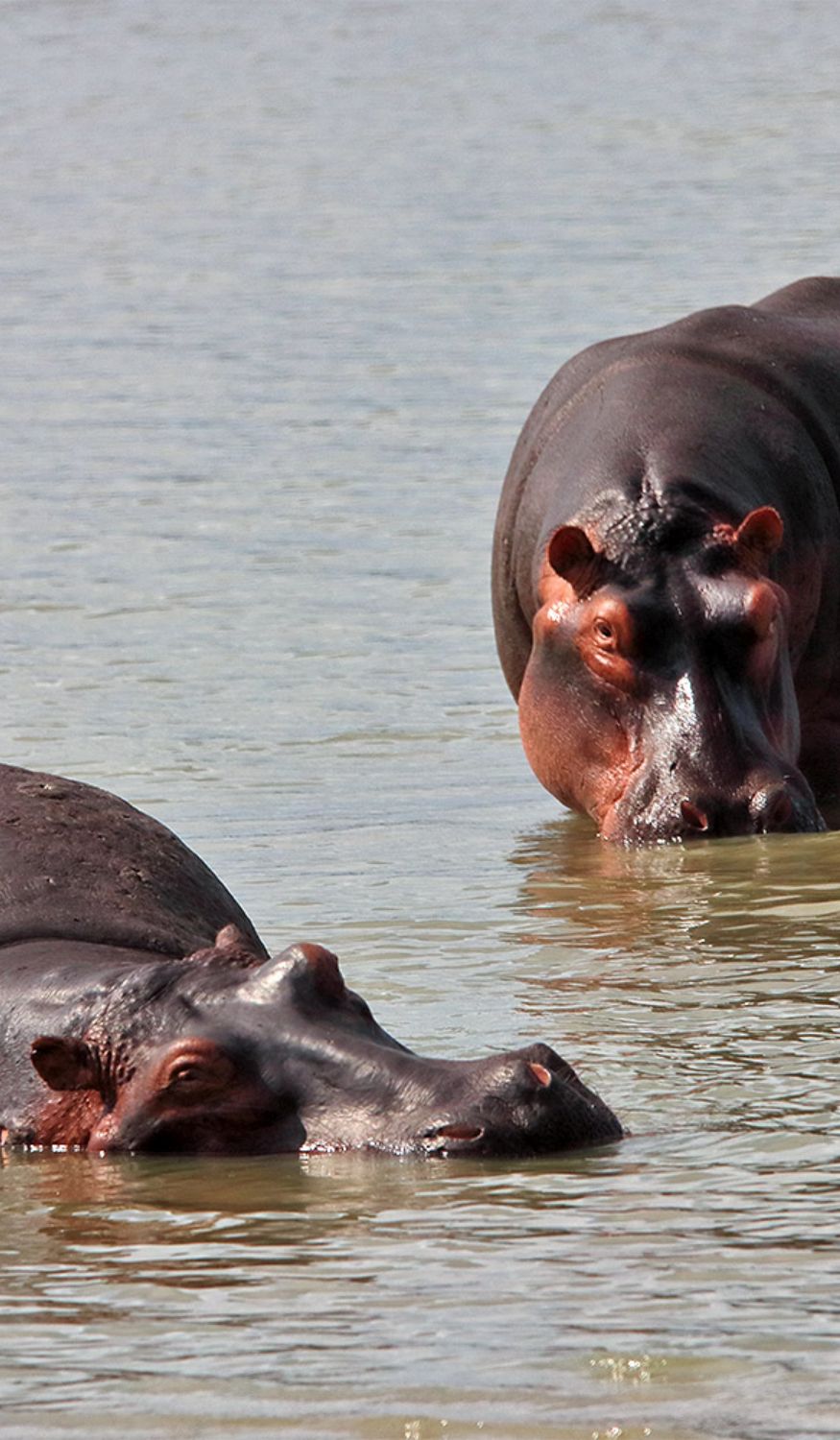 Hippos en Tanzanie