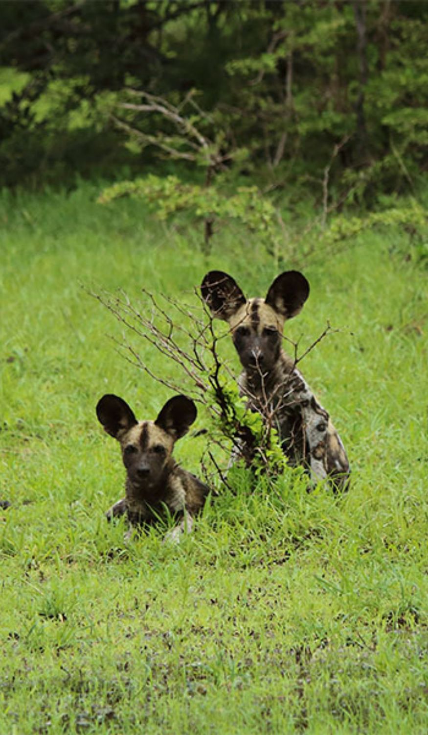 Lycaons à Selous en Tanzanie