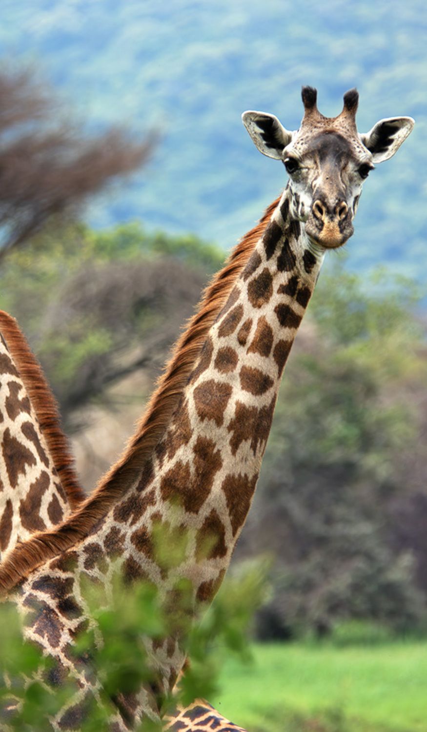 Girafes à Manyara